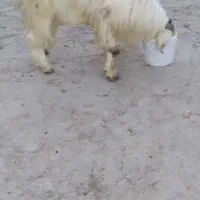 نربزدوقلوزا|حیوانات مزرعه|بجنورد, |دیوار