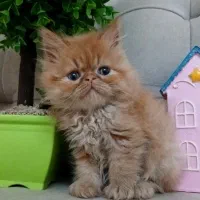 گربه پرشین|گربه|رشت, صفاری|دیوار