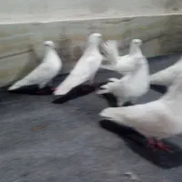 کبوترفروشی|حیوانات|ارومیه, |دیوار