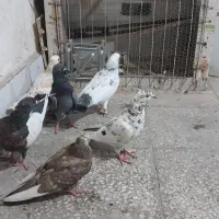 فروشی همه دونه ۲۰۰