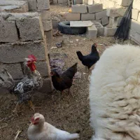 مرغ گلین|حیوانات مزرعه|درمیان, |دیوار