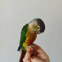 جفت طوطی گرینچیک|پرنده|تربت‌حیدریه, اندیشه|دیوار