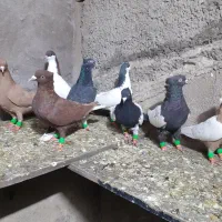 کبوترفروشی