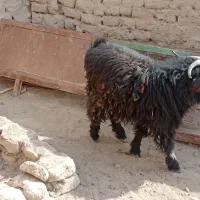 کهره نر|حیوانات مزرعه|نیمروز, |دیوار