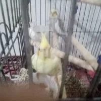 عروس هلندی لوتینو و سینامون