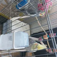 عروس هلندی یک جفت نر و ماده سالم با ۳تا بچه