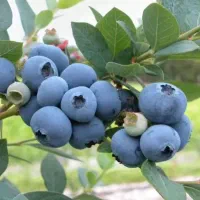 راهنمایی میکنم در کشت گلخانه ای|خدمات باغبانی و درختکاری|تهران, دکتر هوشیار|دیوار