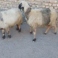 میش تغل چپش اردکان