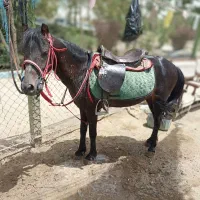 دو عدد اسب پونی