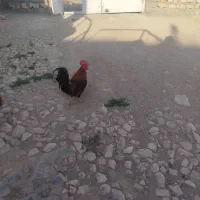مرغ وخروس