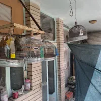 سهره دستی وبخون