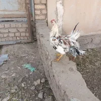 خروس گلین|حیوانات مزرعه|زرندیه, |دیوار