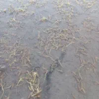 30 کیلو برنج چلتوک واسه فروش
