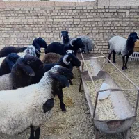 بره نر چاق