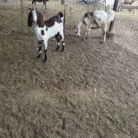 دو عدد بز پاکستانی