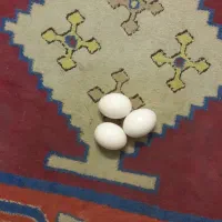 تخم کفتر