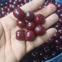 گیلاس البالو ازغد