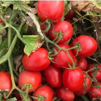 فروش ۲ هکتار گوجه درجه یک ساکاتا