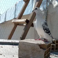 کفتر شامی گرفتنی