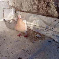 پرنده|پرنده|اردبیل, |دیوار