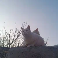 گربه گمشده در شاهنامه