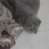 سه گربه اسکاتیش بلو و بلو پوینت|گربه|تهران, استاد معین|دیوار