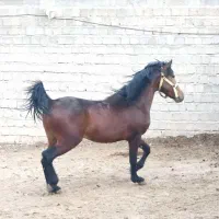 مادیان و نریان کورد اصیل کورد(حراج)|اسب و تجهیزات اسبسواری|سقز, |دیوار