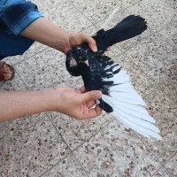 کبوتر|پرنده|مسجد سلیمان, |دیوار