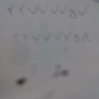 خط ثابت رند شماره تلفن ثابت رند