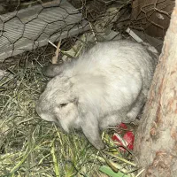 خرگوش لوپ نر