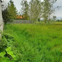 267متر زمین باغی کوچصفهان دارسازی
