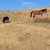 قاطرنر جوان|حیوانات مزرعه|ارشق, |دیوار