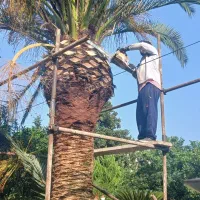 هرس فونیکس. لاوسون . شمشاد