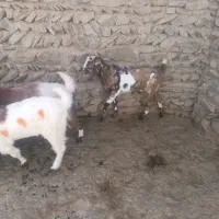 گوسفند برای مالداری|حیوانات مزرعه|سراوان, |دیوار