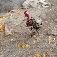 تخم مرغ نطفه دار|حیوانات مزرعه|اردبیل, |دیوار