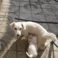 واگذاری سگ پاکوتا|سگ|شهریار, دهشاد بالا|دیوار