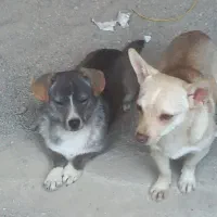 فروش پاکوتاه جک راسل جفت نروماده|سگ|آزادشهر, |دیوار