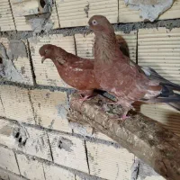 کفتر|پرنده|بندر ماهشهر, |دیوار