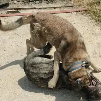 سگ سراب|سگ|سنقر, |دیوار