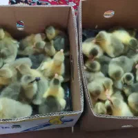 جوجه بوقلمون برنز و جوجه غاز