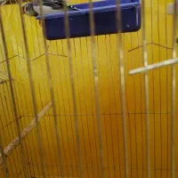 فنچ|پرنده|اصفهان, شهرک امام خمینی|دیوار