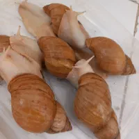 حلزون مولد تخم گزار|خزنده|کرج, کمالشهر|دیوار