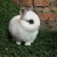 خرگوش مینیاتوری|موش و خرگوش|تهران, سلسبیل شمالی|دیوار