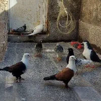 کبوتر.کفتر. ۵جفت عشق پادرپا فیلموببین.