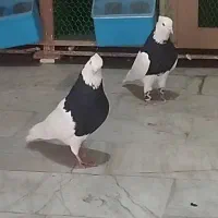 یه جفت طوقی سیا