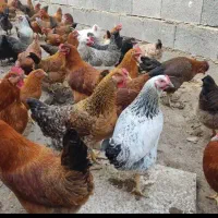 مرغ و خروس تخمگذار جوان 9 ماهه