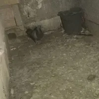 سبز|پرنده|سبزوار, رضوی|دیوار