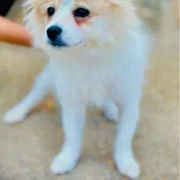 سگ پامر اشپیتز|سگ|شهرضا, |دیوار