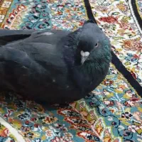 کبوتر اصفهانی|پرنده|اصفهان, ارغوانیه|دیوار