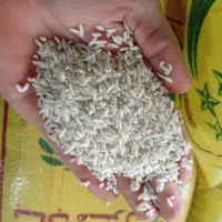 لاشه برنج هاشمی